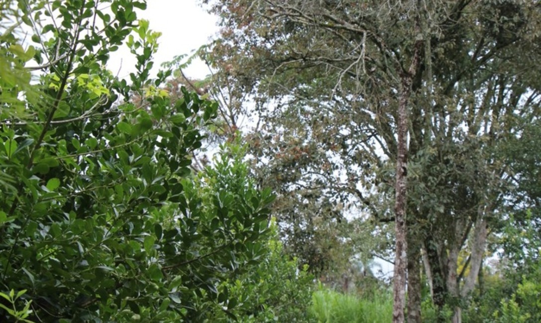 Imagen de Hay casi 30 mil hectáreas de cobertura arbórea en yerba mate: un aporte a la conectividad de la Selva Paranaense y al posicionamiento del producto en el mercado Imagen de Hay casi 30 mil hectáreas de cobertura arbórea en yerba mate: un aporte a la conectividad de la Selva Paranaense y al posicionamiento del producto en el mercado