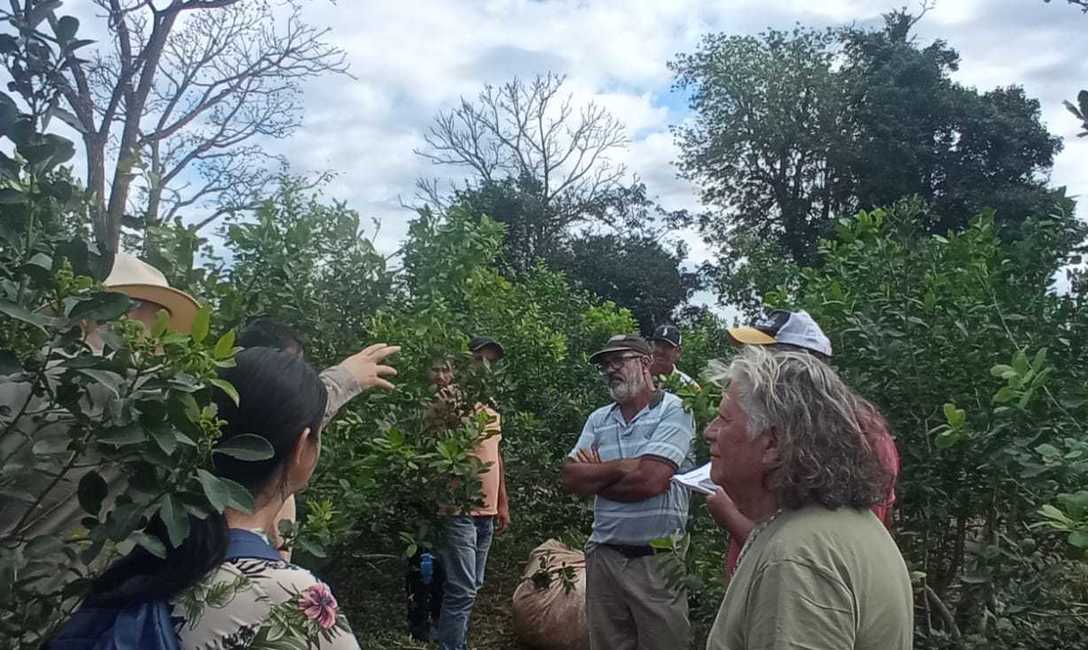 Imagen de Cómo logró Ryzuk incrementar su cosecha, tema junto a más de 30 productores en San Vicente Imagen de Cómo logró Ryzuk incrementar su cosecha, tema junto a más de 30 productores en San Vicente