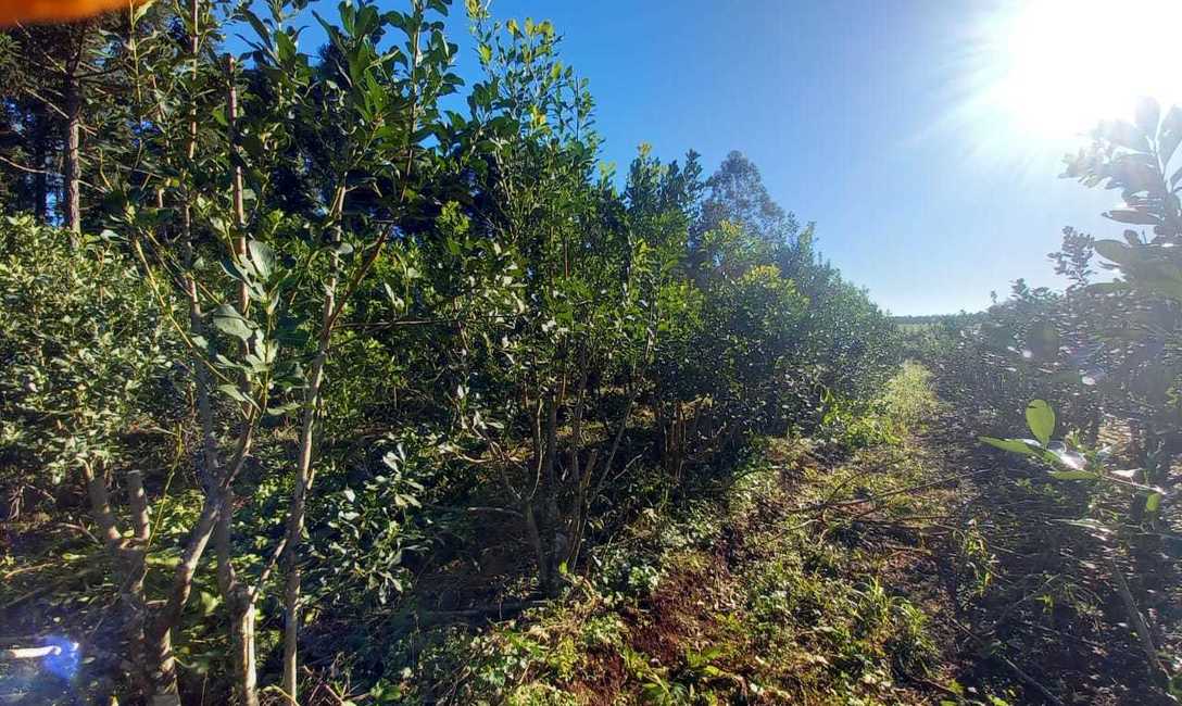 Imagen de Capacitación en cosecha de yerba mate Imagen de Capacitación en cosecha de yerba mate