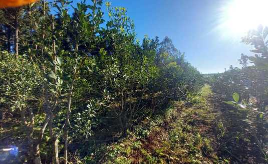 Imagen de Capacitación en cosecha de yerba mate