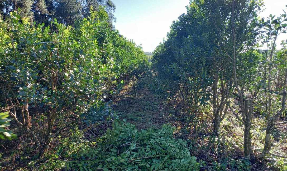 Imagen de Capacitación en cosecha de yerba mate Imagen de Capacitación en cosecha de yerba mate