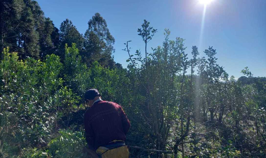 Imagen de Capacitación en cosecha de yerba mate Imagen de Capacitación en cosecha de yerba mate