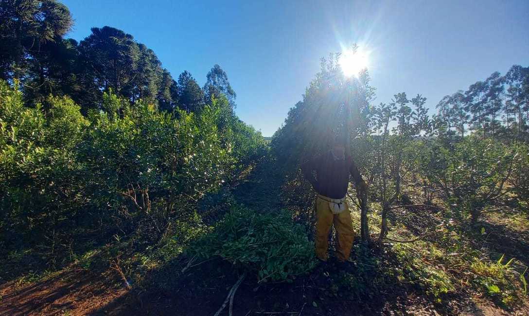 Imagen de Capacitación en cosecha de yerba mate Imagen de Capacitación en cosecha de yerba mate