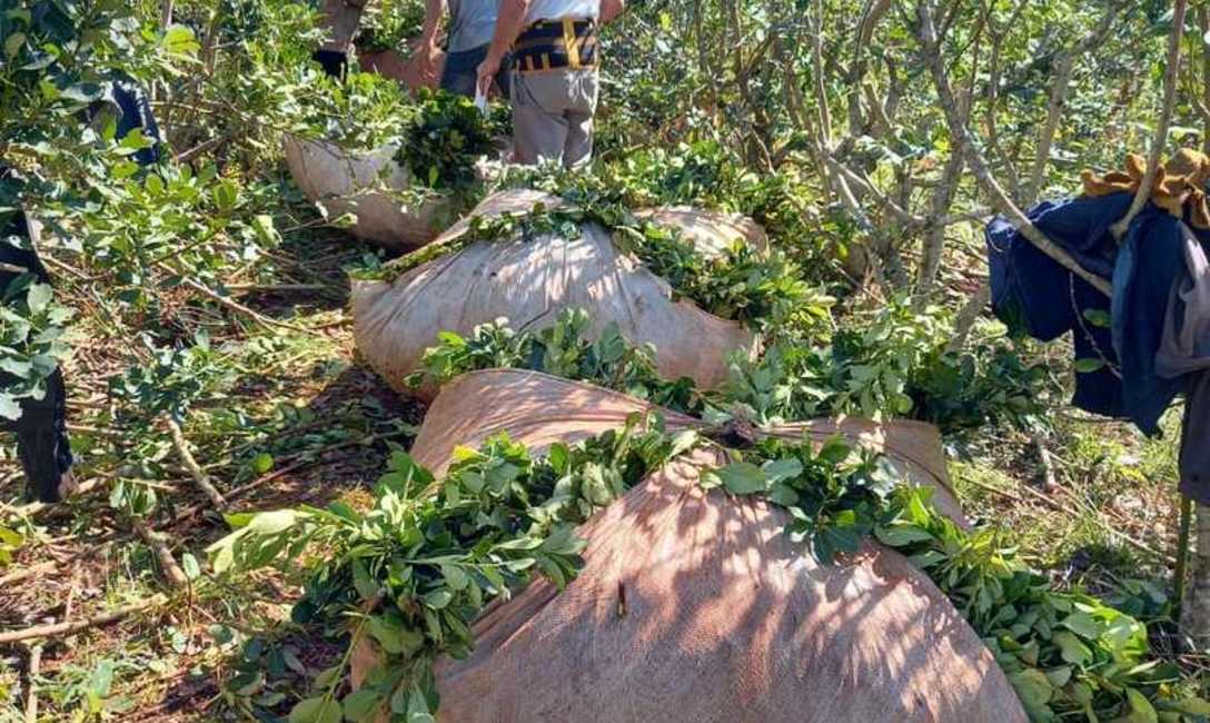 Imagen de Capacitación en cosecha de yerba mate Imagen de Capacitación en cosecha de yerba mate