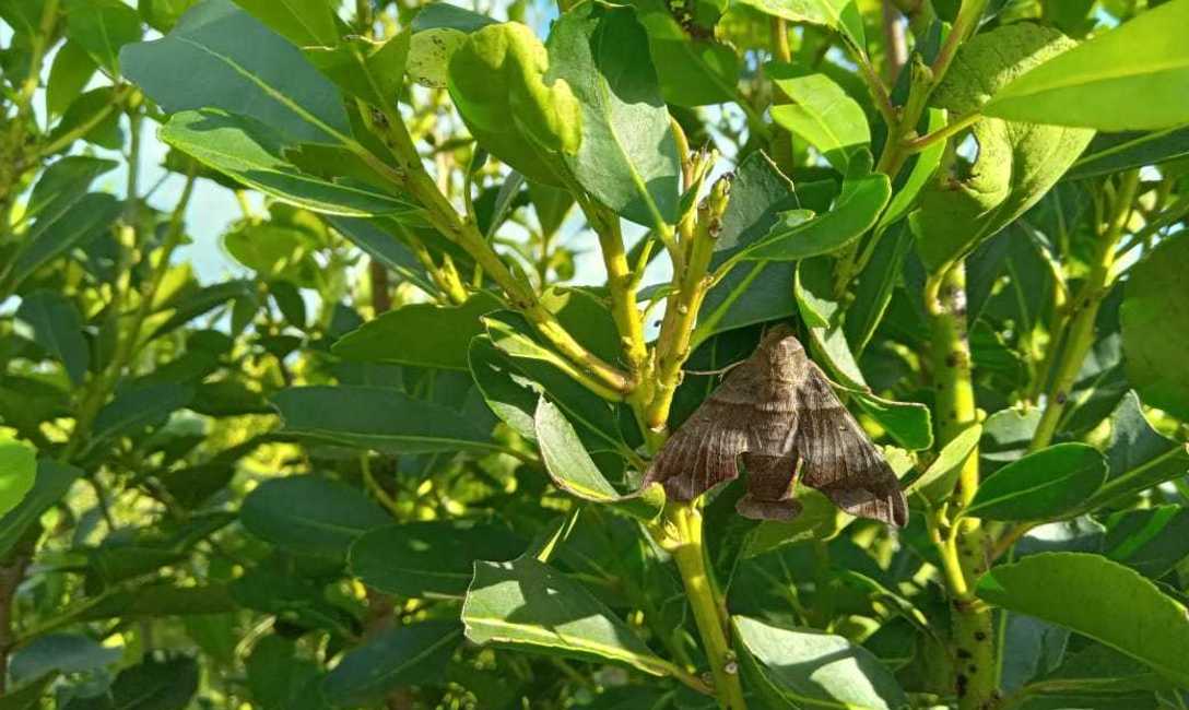 Imagen de Monitoreo para evitar da&ntilde;os por plagas en Yerbales
