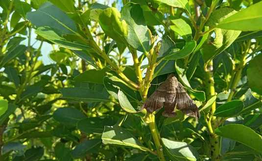 Imagen de Monitoreo para evitar daños por plagas en Yerbales