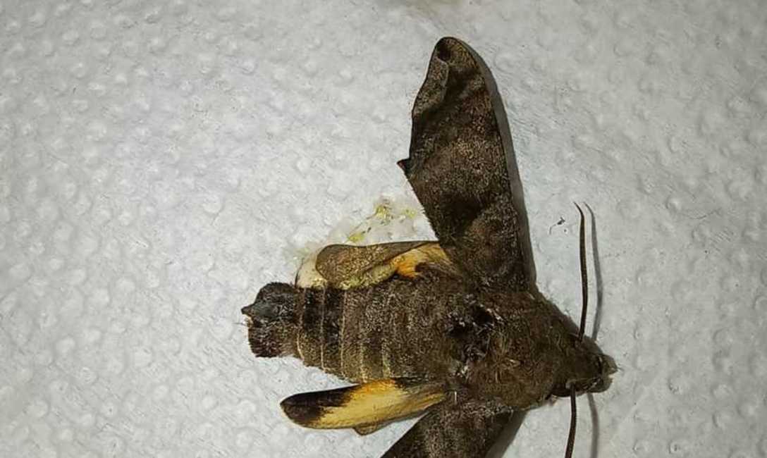 Imagen de Monitoreo para evitar da&ntilde;os por plagas en Yerbales