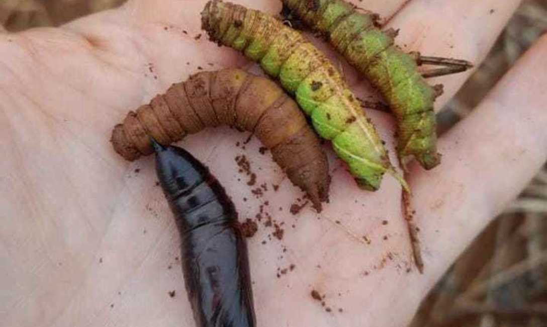 Imagen de Monitoreo para evitar da&ntilde;os por plagas en Yerbales