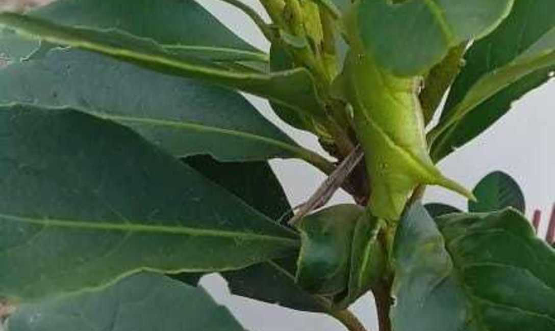 Imagen de Monitoreo para evitar da&ntilde;os por plagas en Yerbales