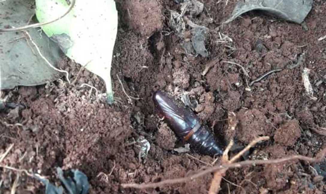 Imagen de Monitoreo para evitar da&ntilde;os por plagas en Yerbales