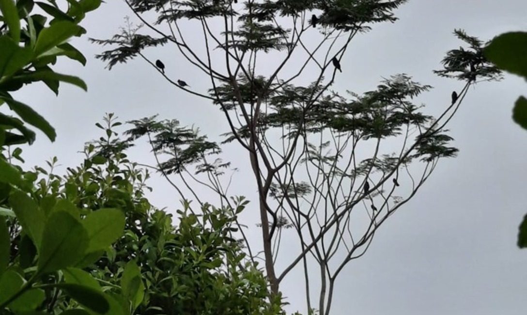 Imagen de Monitoreo para evitar da&ntilde;os por plagas en Yerbales