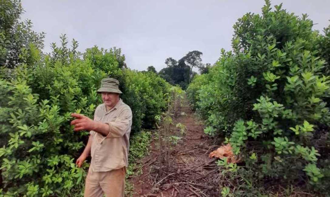 Imagen de Con prácticas recomendadas por el INYM, resultados alentadores en el yerbal de Tech Imagen de Con prácticas recomendadas por el INYM, resultados alentadores en el yerbal de Tech