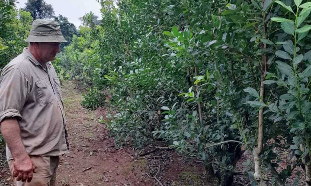 Imagen de Con prácticas recomendadas por el INYM, resultados alentadores en el yerbal de Tech Imagen de Con prácticas recomendadas por el INYM, resultados alentadores en el yerbal de Tech