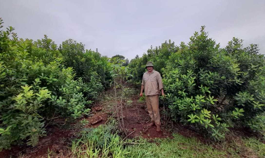 Imagen de Con prácticas recomendadas por el INYM, resultados alentadores en el yerbal de Tech Imagen de Con prácticas recomendadas por el INYM, resultados alentadores en el yerbal de Tech