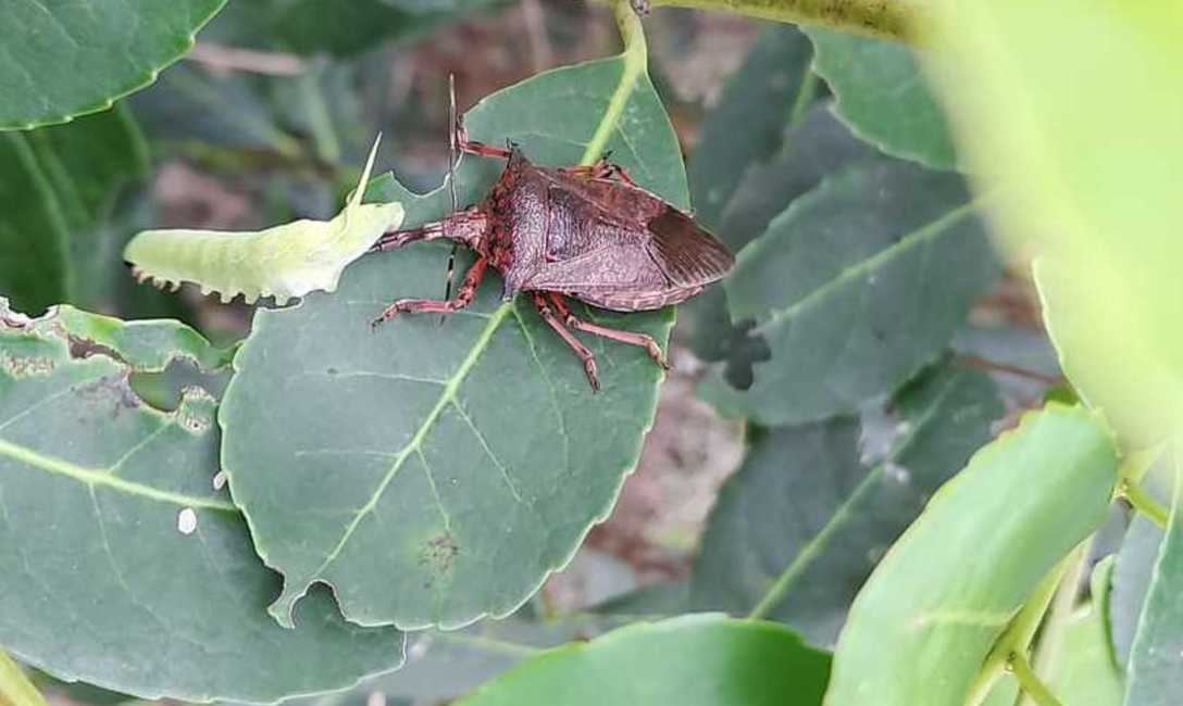 Imagen de La chinche soldado espinosa controla al marandová en yerba mate Imagen de La chinche soldado espinosa controla al marandová en yerba mate