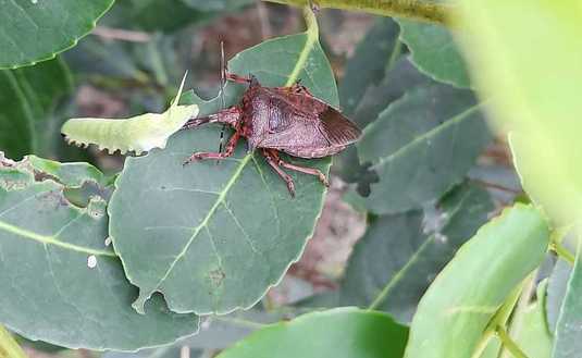 Imagen de La chinche soldado espinosa controla al marandová en yerba mate