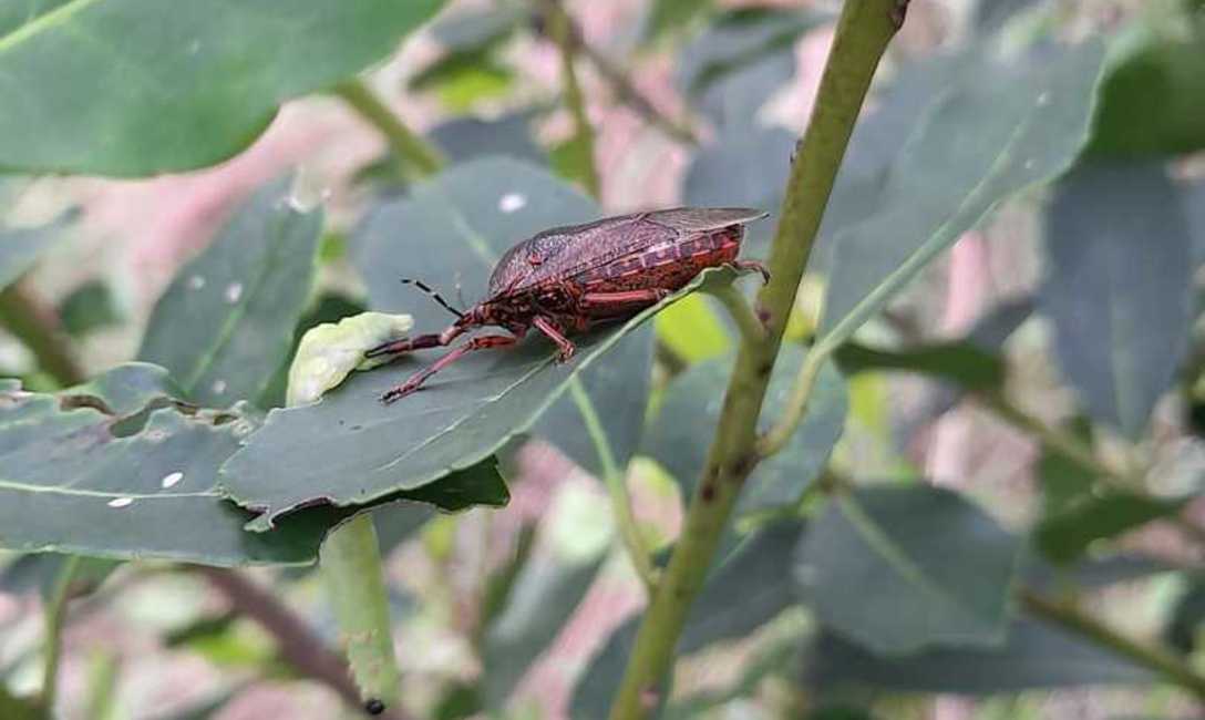 Imagen de La chinche soldado espinosa controla al marandová en yerba mate Imagen de La chinche soldado espinosa controla al marandová en yerba mate