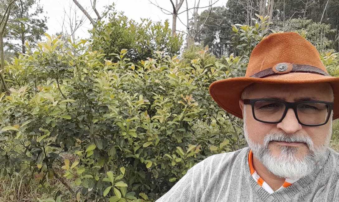 Imagen de La chinche soldado espinosa controla al marandová en yerba mate Imagen de La chinche soldado espinosa controla al marandová en yerba mate