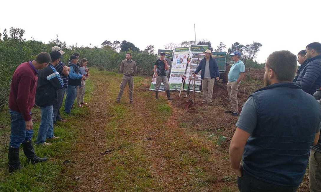 Imagen de Podas de rebaje, para rejuvenecer a la planta de yerba mate