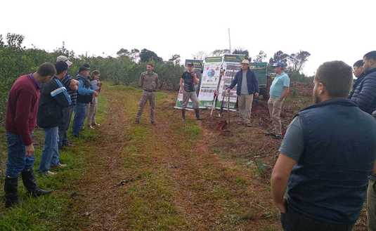 Imagen de Podas de rebaje, para rejuvenecer a la planta de yerba mate