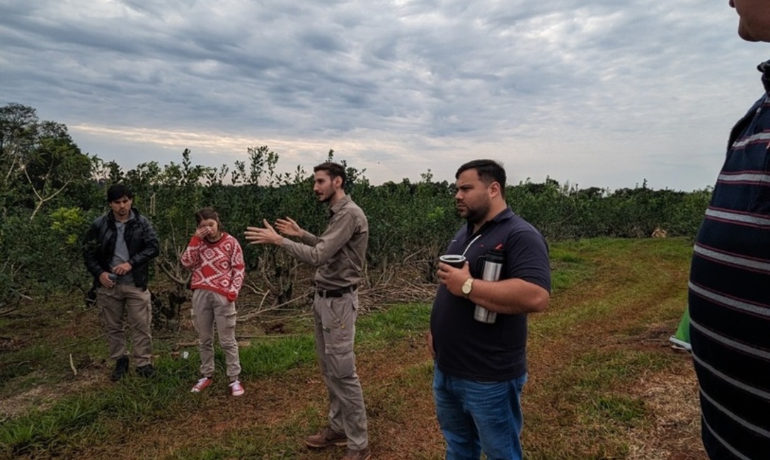 Imagen de Podas de rebaje, para rejuvenecer a la planta de yerba mate