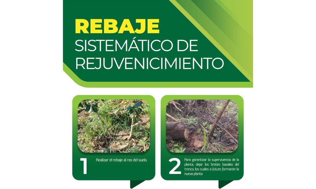 Imagen de Podas de rebaje, para rejuvenecer a la planta de yerba mate