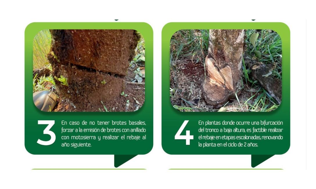 Imagen de Podas de rebaje, para rejuvenecer a la planta de yerba mate