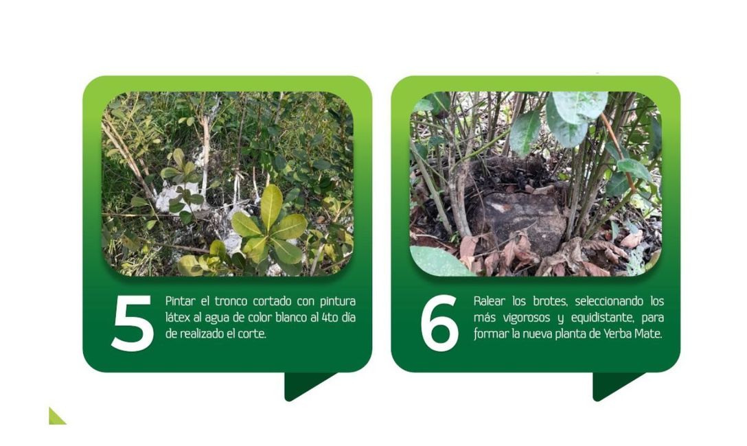 Imagen de Podas de rebaje, para rejuvenecer a la planta de yerba mate