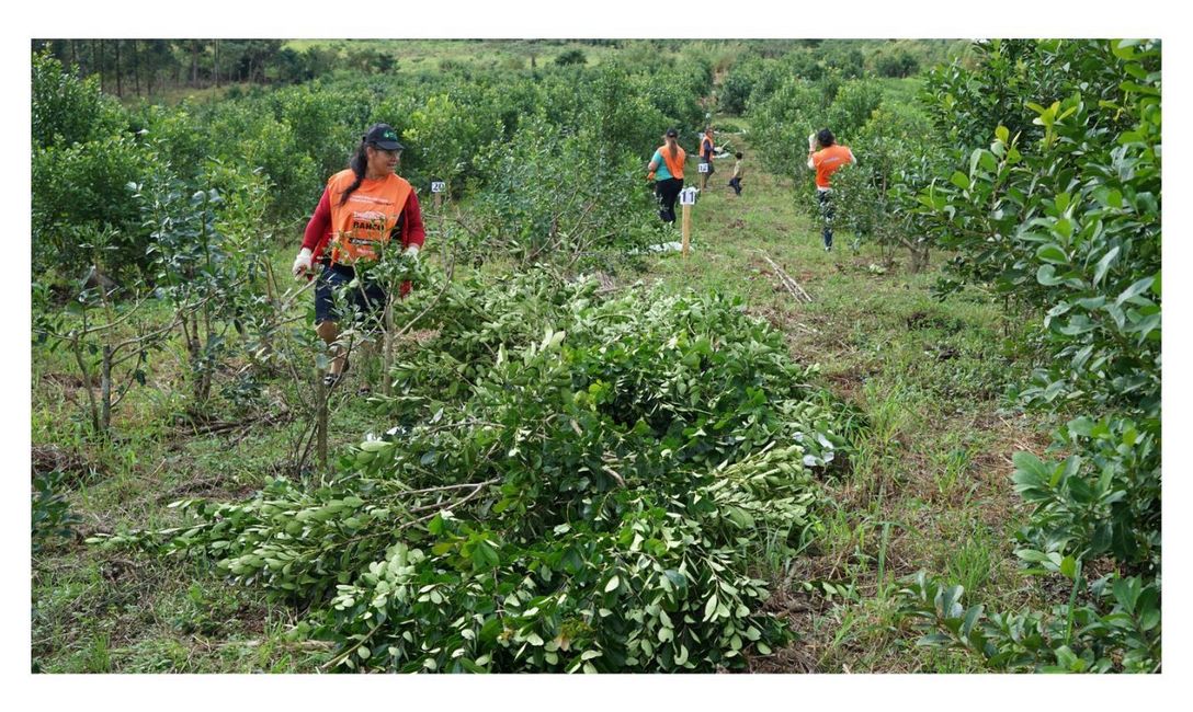 Imagen de Las mujeres fueron protagonistas de una capacitaci&oacute;n y concurso de poda de yerba mate