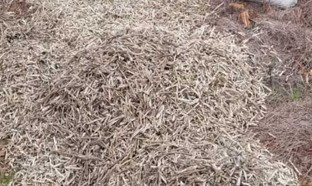 Imagen de El INYM intervino e inutilizó más de 5.000 kilos de palitos en un procedimiento en Colonia Guaraní Imagen de El INYM intervino e inutilizó más de 5.000 kilos de palitos en un procedimiento en Colonia Guaraní