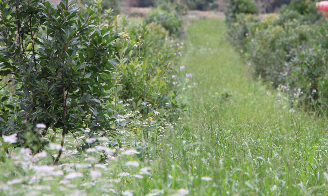 Imagen de El INYM promueve prácticas amigables con el ambiente, sin el uso de agrotóxicos, para una producción de calidad y sostenida en el tiempo Imagen de El INYM promueve prácticas amigables con el ambiente, sin el uso de agrotóxicos, para una producción de calidad y sostenida en el tiempo