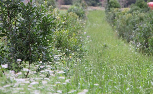 Imagen de El INYM promueve prácticas amigables con el ambiente, sin el uso de agrotóxicos, para una producción de calidad y sostenida en el tiempo