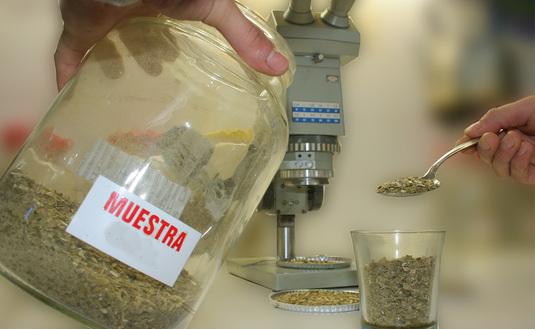 Imagen de El INYM inutilizó yerba mate no apta para el consumo humano