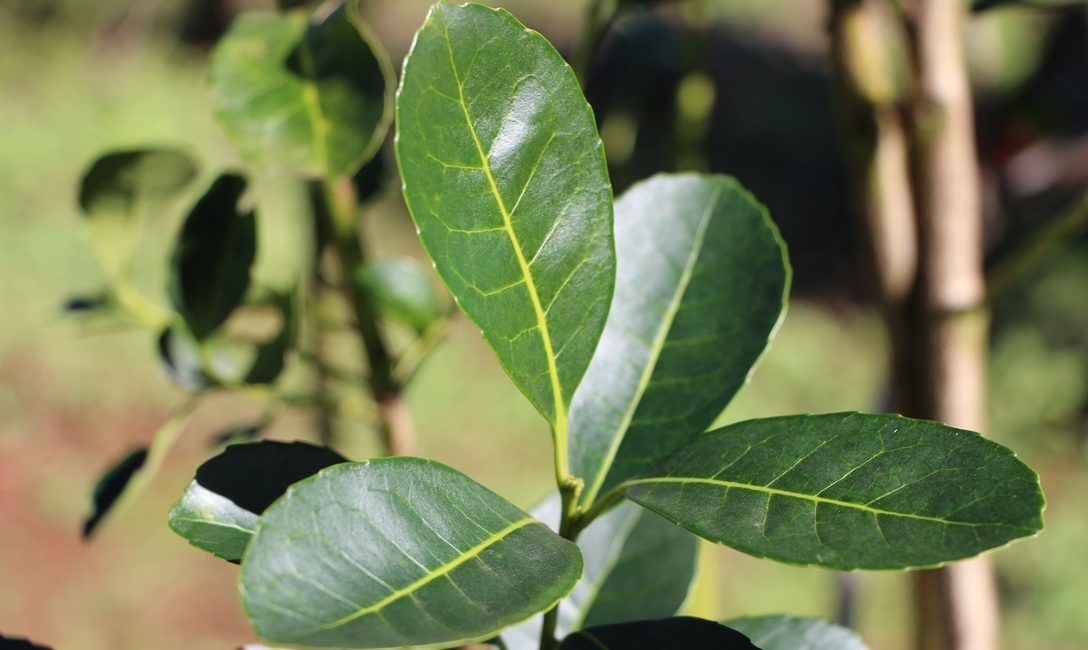 Imagen de Aclaraciones respecto al informe de la UADE sobre desregulación y precios de la yerba mate Imagen de Aclaraciones respecto al informe de la UADE sobre desregulación y precios de la yerba mate