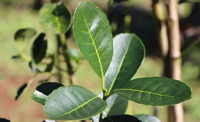 Imagen de Aclaraciones respecto al informe de la UADE sobre desregulación y precios de la yerba mate Imagen de Aclaraciones respecto al informe de la UADE sobre desregulación y precios de la yerba mate