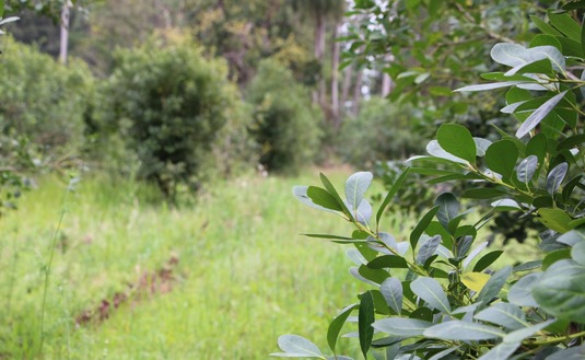 Imagen de Convocatoria a entidades y asociaciones yerbateras para el Directorio del INYM
