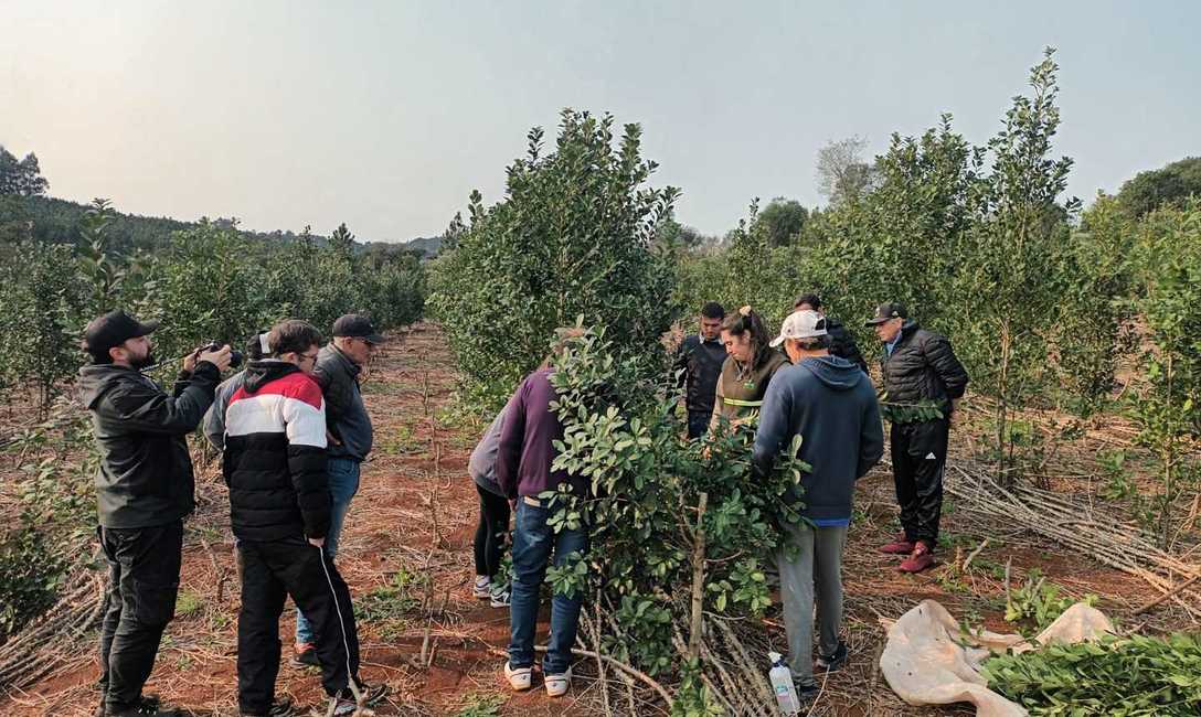 Imagen de Manejo de planta y suelo en el yerbal de Auspizt