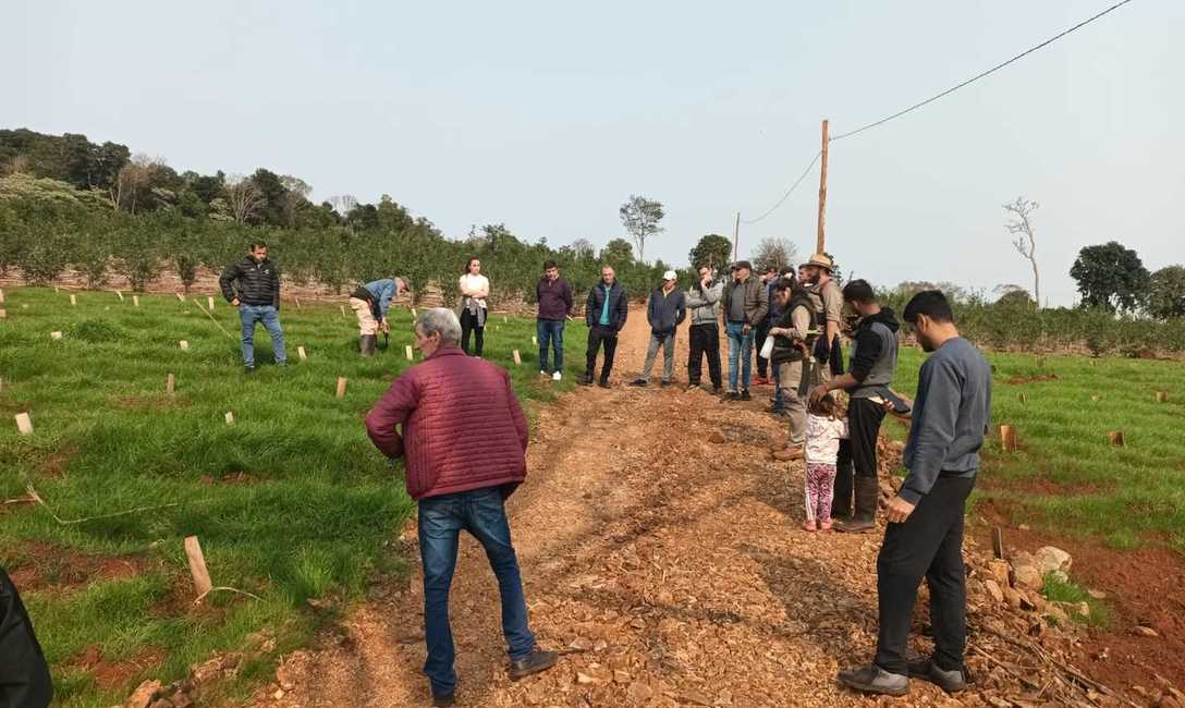 Imagen de Manejo de planta y suelo en el yerbal de Auspizt
