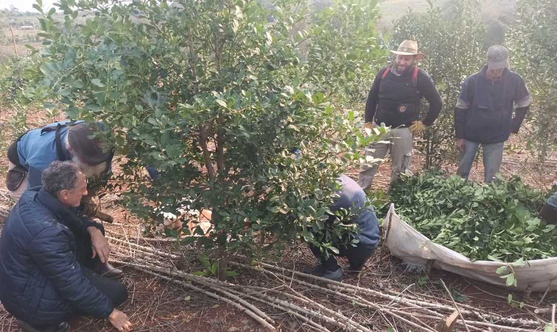 Imagen de Manejo de planta y suelo en el yerbal de Auspizt