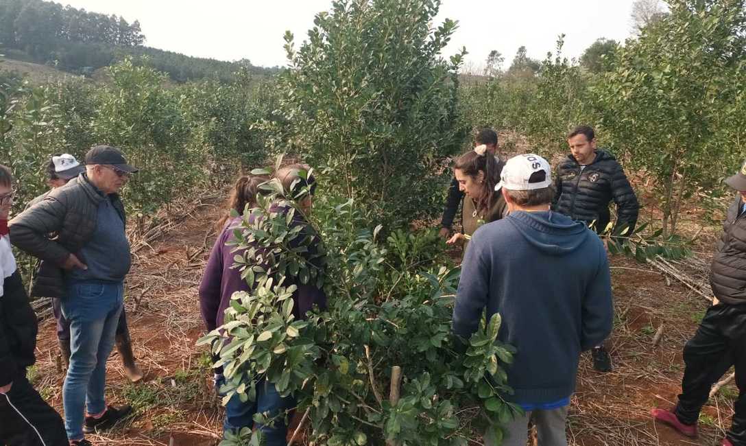 Imagen de Manejo de planta y suelo en el yerbal de Auspizt