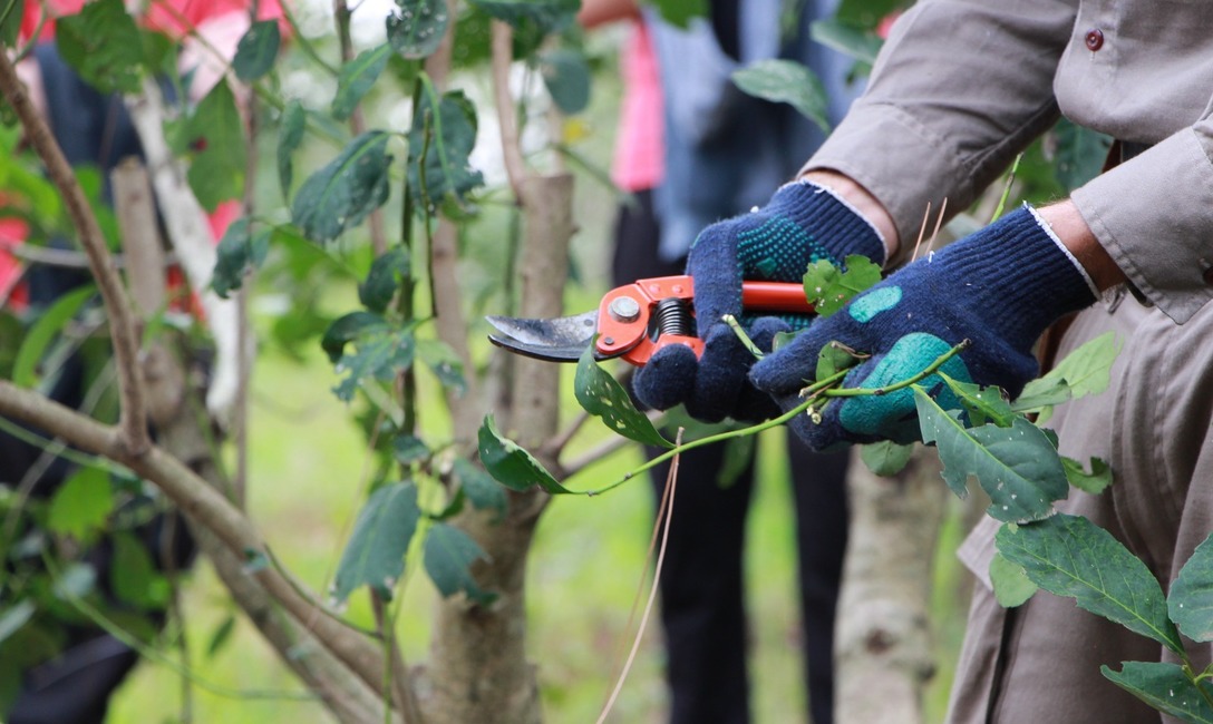 Imagen de Poda de formaci&oacute;n y cosecha con estudiantes y productores en Guaran&iacute;