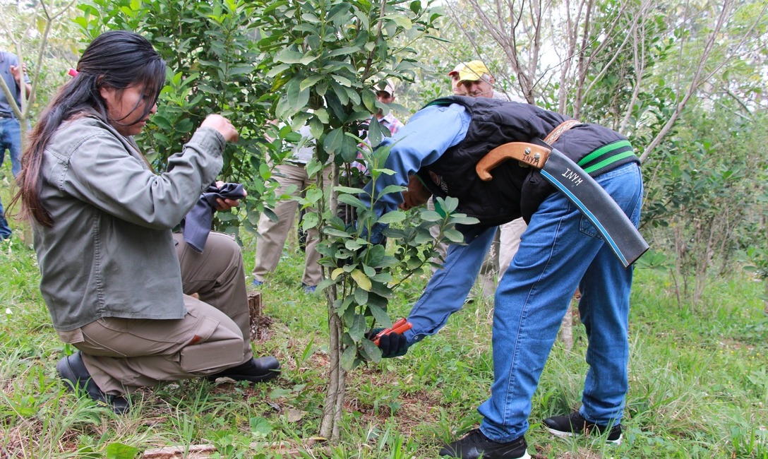 Imagen de Poda de formaci&oacute;n y cosecha con estudiantes y productores en Guaran&iacute;