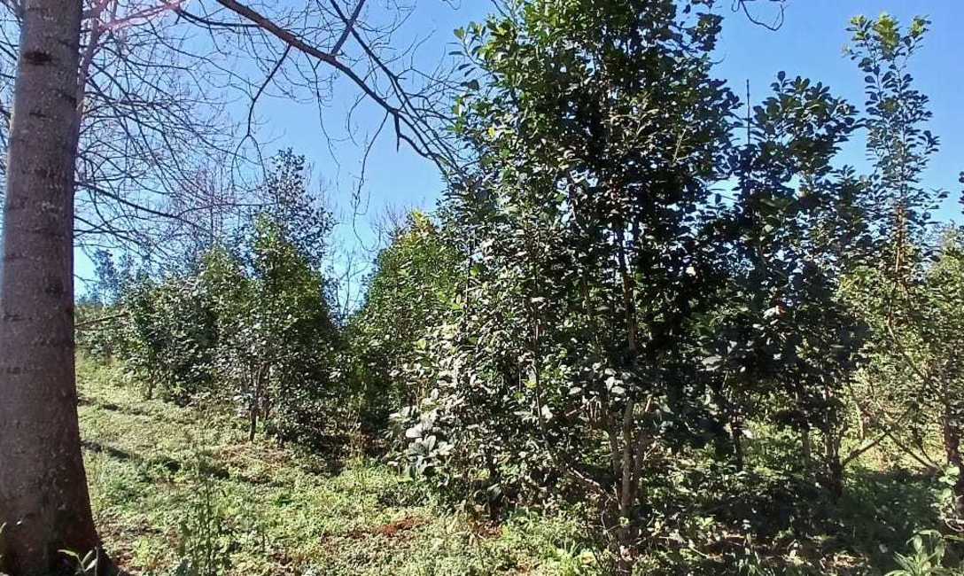 Imagen de Implementan y estudian nuevo m&eacute;todo de corte de yerba mate