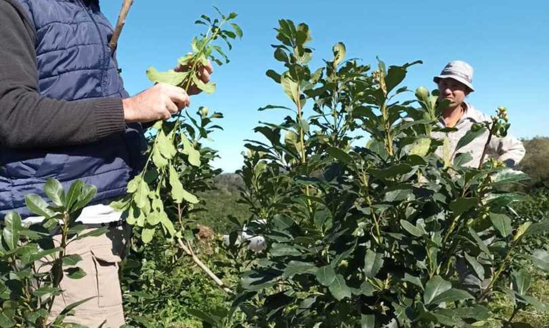 Imagen de Cómo cuidar las plantas y el suelo yerbatero Imagen de Cómo cuidar las plantas y el suelo yerbatero