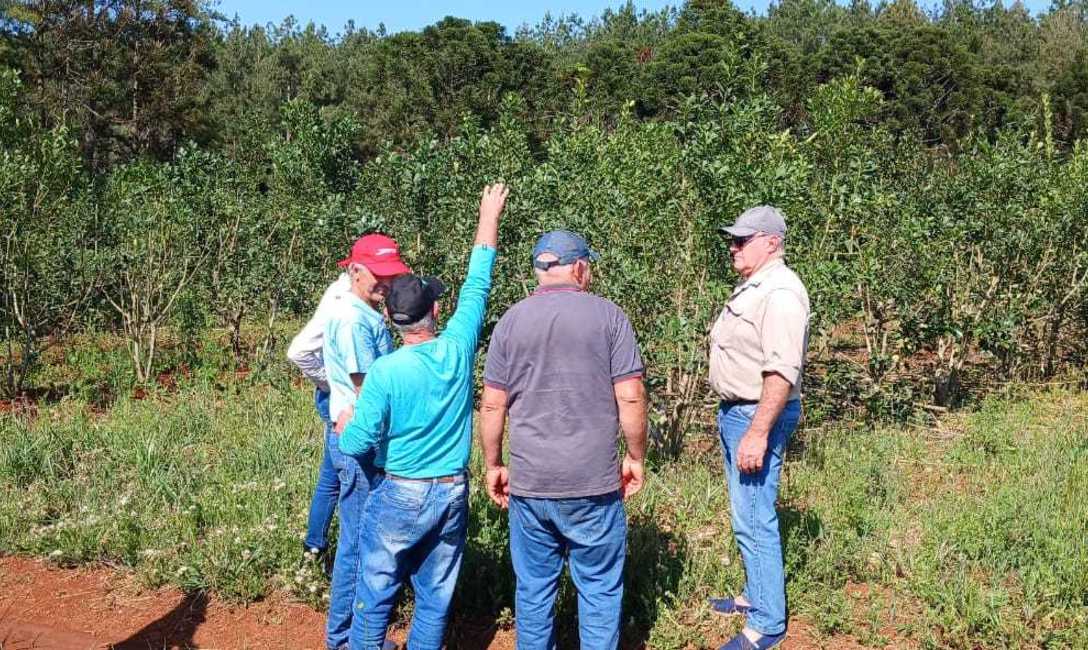 Imagen de Prevención de plagas y producción eficiente, en Montecarlo Imagen de Prevención de plagas y producción eficiente, en Montecarlo