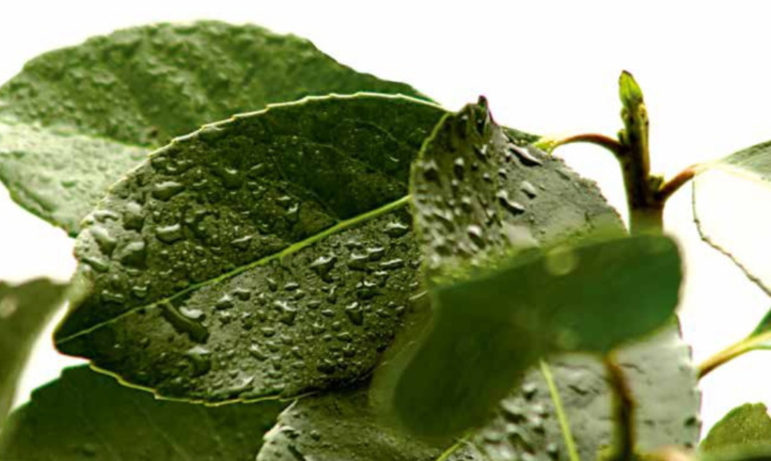 Imagen de El INYM recuerda que en octubre y noviembre rige la suspensión de cosecha y secanza de yerba mate Imagen de El INYM recuerda que en octubre y noviembre rige la suspensión de cosecha y secanza de yerba mate