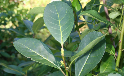 Imagen de Reinscripción anual de operadores yerbateros Imagen de Reinscripción anual de operadores yerbateros