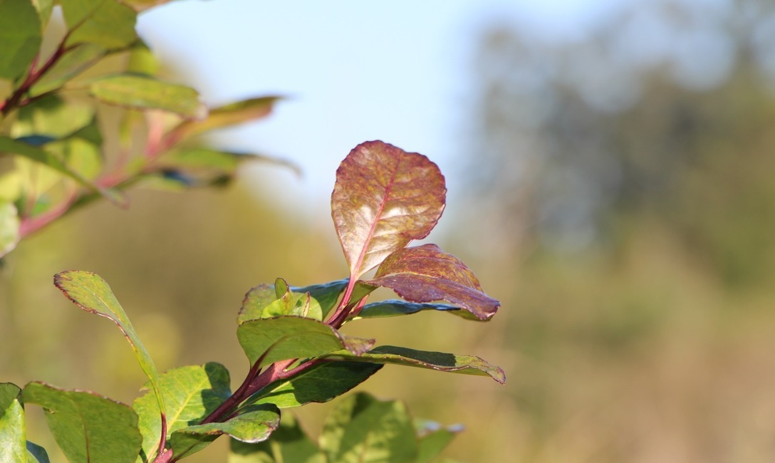 Imagen de Son 111 los becados para participar de la Jornada de Nutrición y Salud Ósea, la mayoría de la zona yerbatera Imagen de Son 111 los becados para participar de la Jornada de Nutrición y Salud Ósea, la mayoría de la zona yerbatera