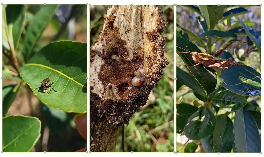 Fotos: Ing. Silvina Machuca. Fotos: Ing. Silvina Machuca.