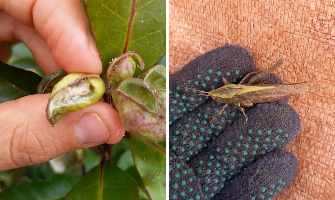 Imagen de El equipo técnico del INYM monitorea yerbales para evitar daños por plagas Imagen de El equipo técnico del INYM monitorea yerbales para evitar daños por plagas